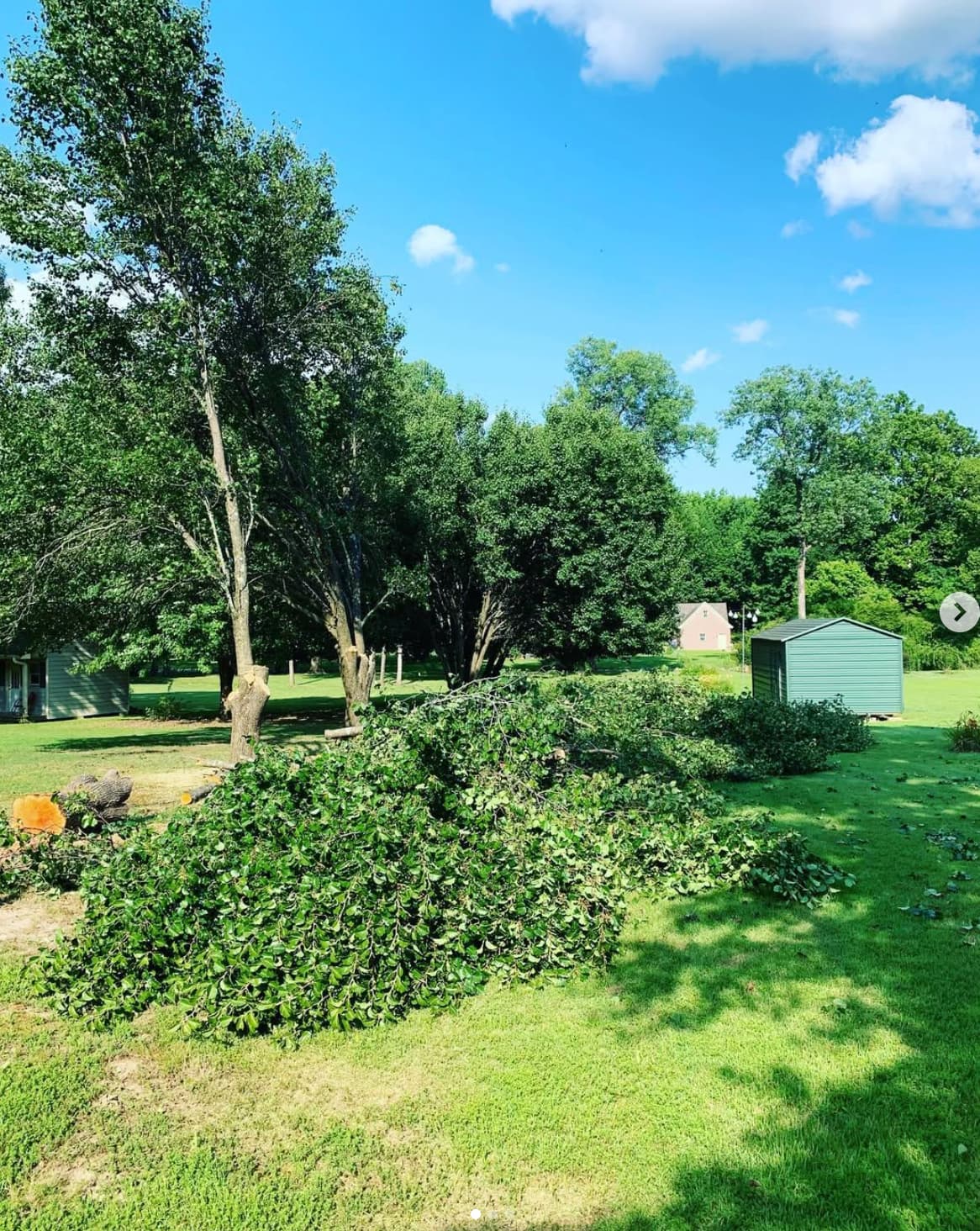 Picture of organized tree removal